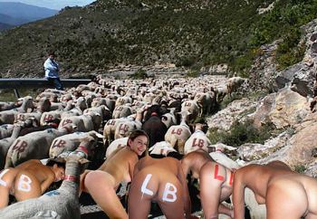 brebis égarées