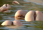 piscine sexy